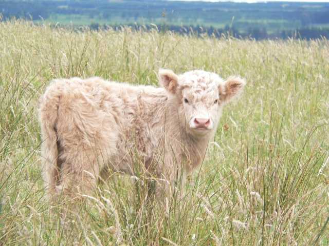 A wee white calf in the long grass